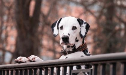 Giardini, spazi pubblici ed area cani: l'importanza di recinzioni e sicurezza