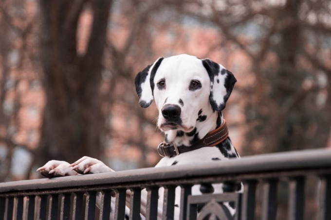 Giardini, spazi pubblici ed area cani: l’importanza di recinzioni e sicurezza