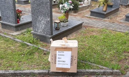 "Aiuto siamo qui dentro": 6 gattini abbandonati in uno scatolone al cimitero