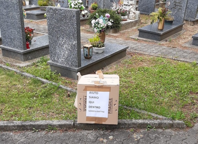 “Aiuto siamo qui dentro”: 6 gattini abbandonati in uno scatolone al cimitero