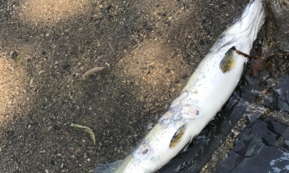 Pesci morti a bordo lago: "C'era chi voleva mangiarli"