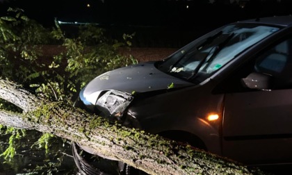Maltempo e paura: albero crolla su auto in transito