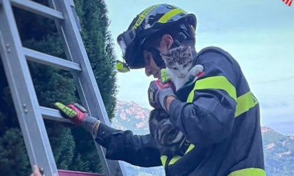 Gattina in cima ad un cipresso di 8 metri, la salvano i Vigili del fuoco
