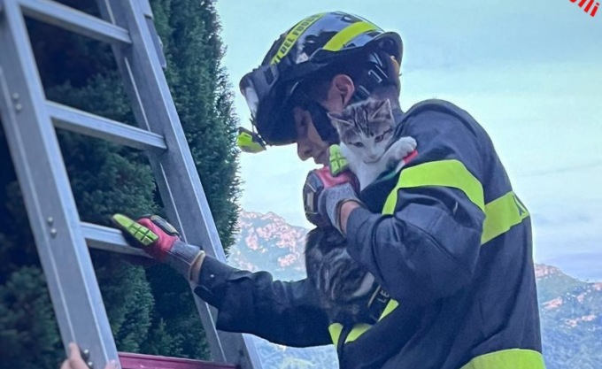 Gattina in cima ad un cipresso di 8 metri, la salvano i Vigili del fuoco