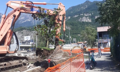 "Rimossa la magnolia dedicata al compianto Corbetta al Bione", la denuncia di Appello per Lecco