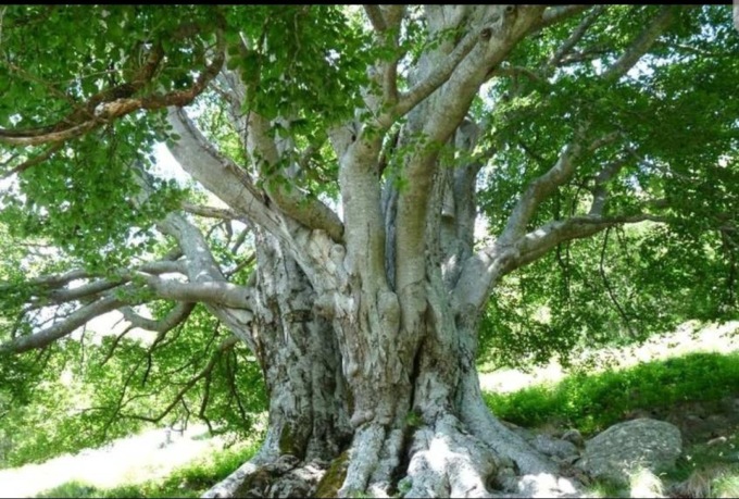 Giganti verdi del Lecchese: 15 nuovi alberi monumentali  nell’elenco nazionale