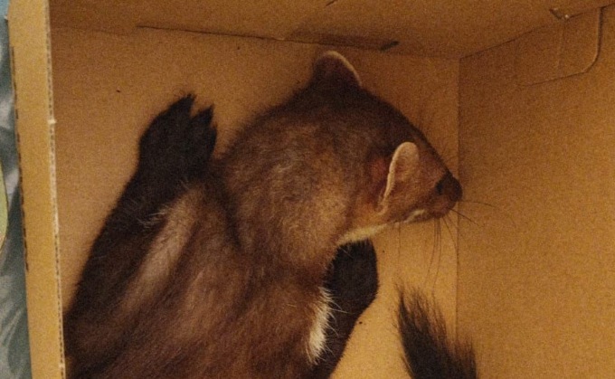 Calolzio. Il Cras “Stella del nord” salva una faina in coma e la libera in natura