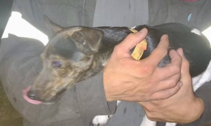 Cagnolino incastrato in un cunicolo salvato dai Vigili del fuoco