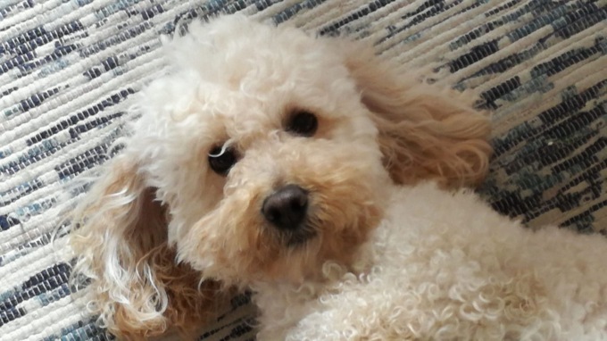 Mandaci la foto del tuo amico a quattro zampe: sarà pubblicata sul Giornale di Lecco