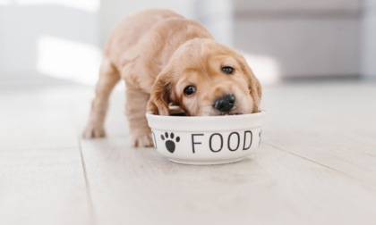 Alimentazione casalinga per il cane: come preparare pasti sani e appetitosi
