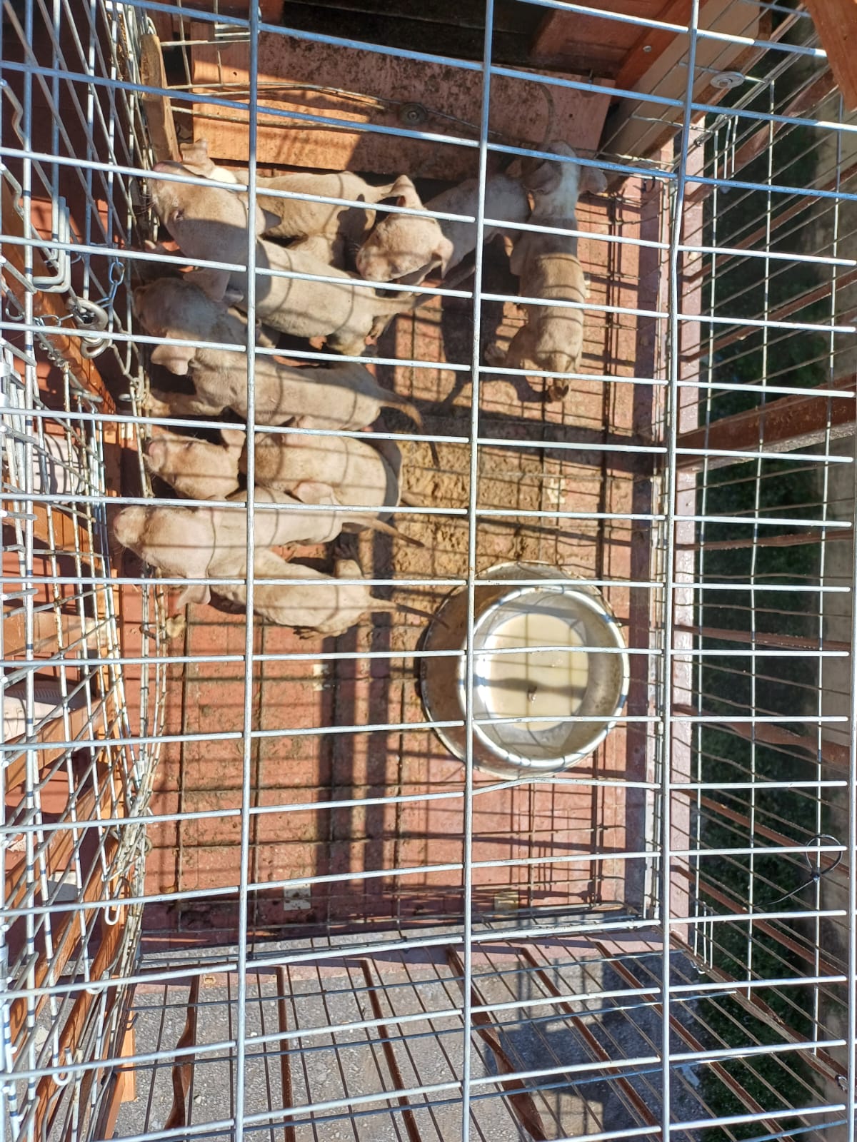 cuccioli (1)