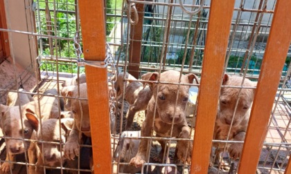 Sul balcone sotto il sole, i veterinari di Ats Brianza e i Carabinieri forestali salvano 10 cuccioli e la mamma