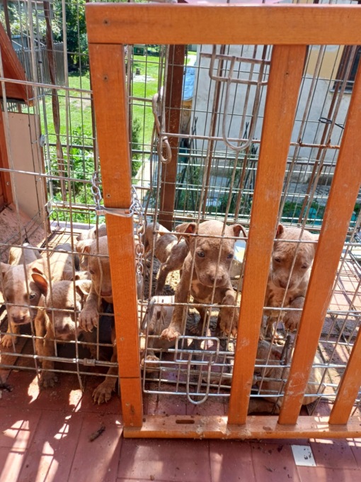 Sul balcone sotto il sole, i veterinari di Ats Brianza e i Carabinieri forestali salvano 10 cuccioli e la mamma