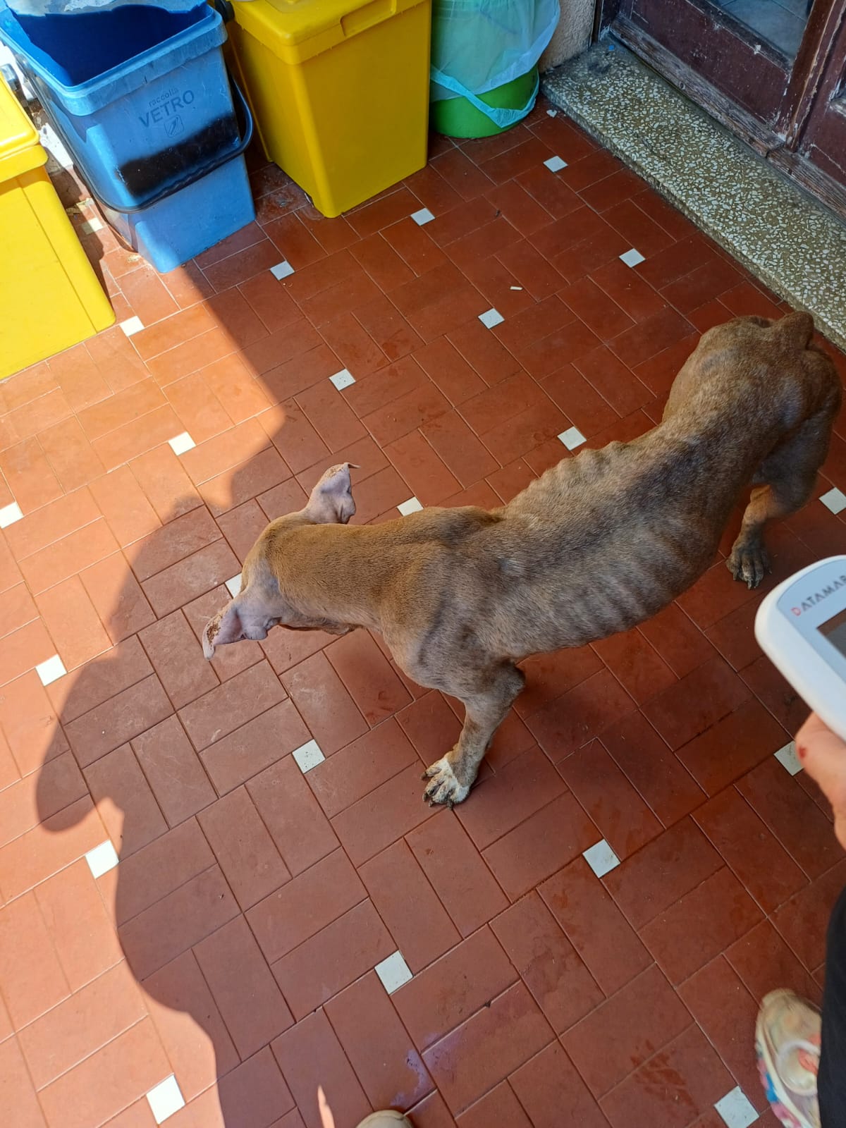 cuccioli (3)