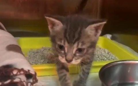 Gattino gettato nella campana dei vetri: indagini in corso per individuare il responsabile