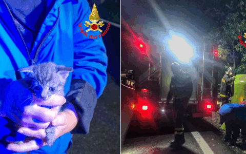 Perledo, salvato un gattino gettato nella campana del vetro