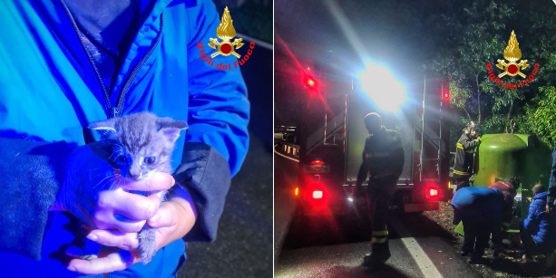 Perledo, salvato un gattino gettato nella campana del vetro
