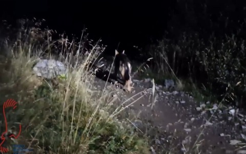 Cucciolo di lupo catturato e subito rilasciato nel Parco Nazionale dello Stelvio IL VIDEO