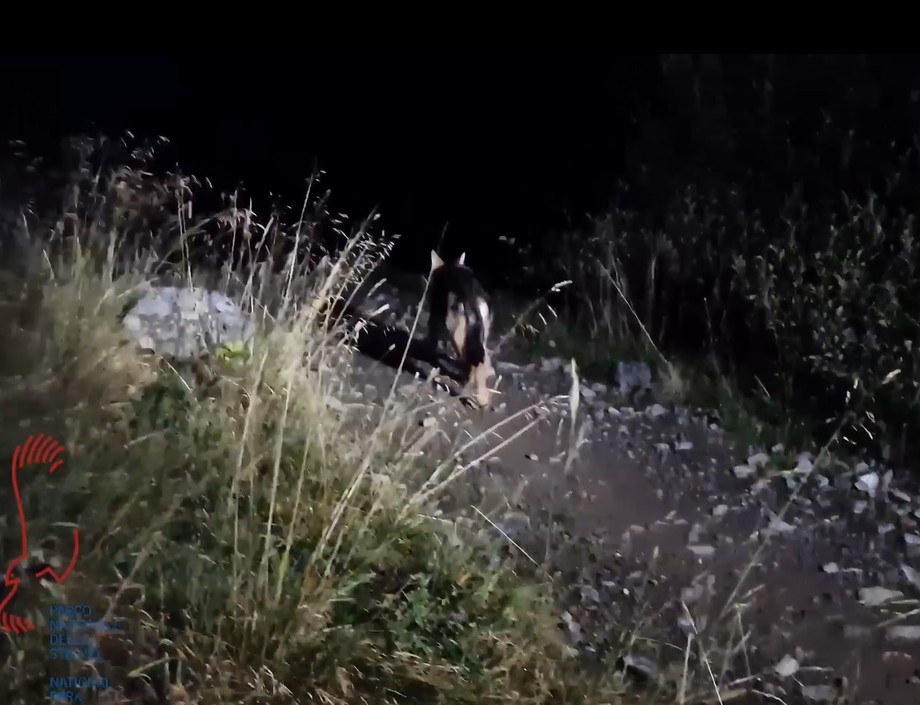 Cucciolo di lupo catturato e subito rilasciato nel Parco Nazionale dello Stelvio IL VIDEO