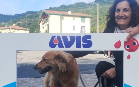 Donazione di sangue canino: Dog Trail Canicross Lecchese e Avis Valgreghentino insieme per sensibilizzare