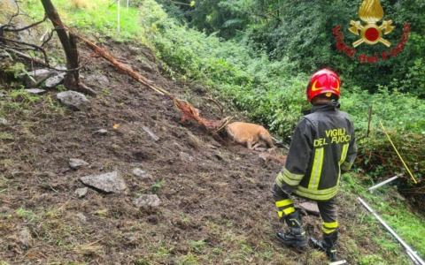 Vestreno, cervo impigliato in una rete: lo salvano i Vigili del fuoco