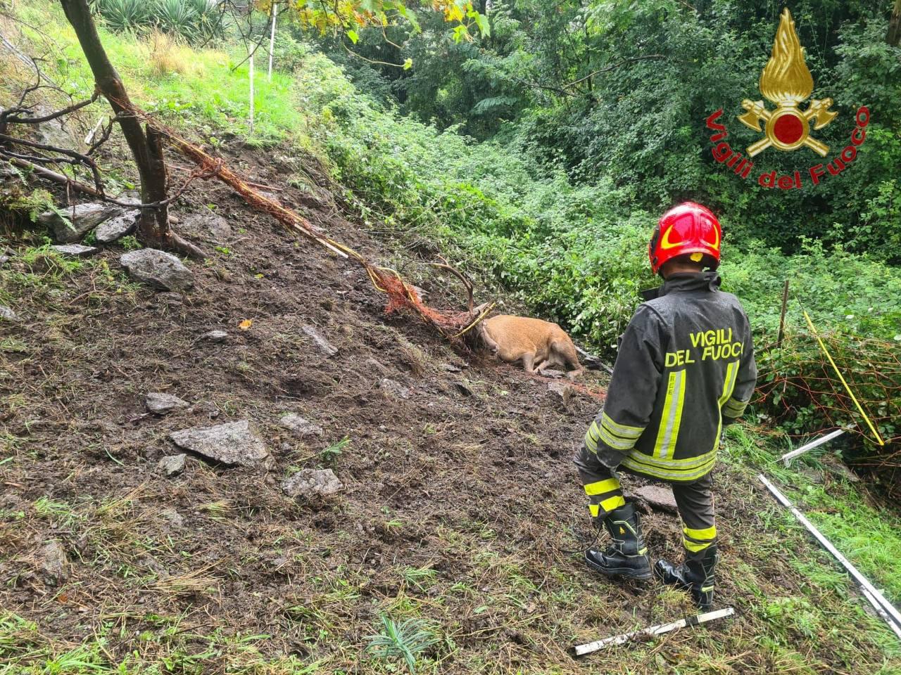 Vestreno, cervo impigliato in una rete: lo salvano i Vigili del fuoco