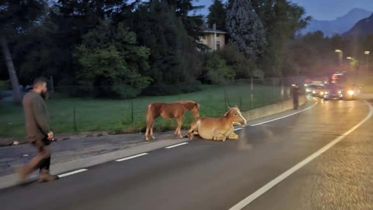 Calolziocorte: cavallo investito al sottopasso di Sala