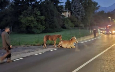 Calolziocorte: cavallo investito al sottopasso di Sala