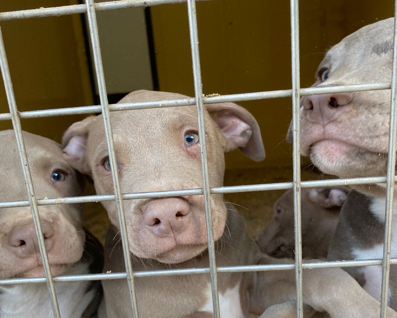 Salvati da maltrattamento: 10 cuccioli e la mamma pitbull/amstaff cercano famiglie affidatarie