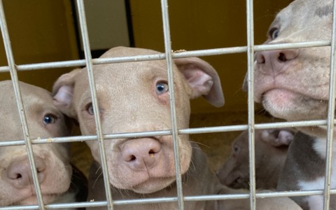 Salvati da maltrattamento: 10 cuccioli e la mamma pitbull/amstaff cercano famiglie affidatarie