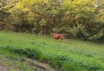 Toro in fuga: già raccolte oltre 6mila firme per salvarlo