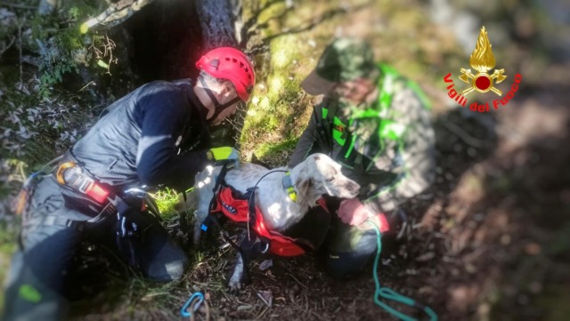 Cagnolino finisce in una forra, lo salvano i Vigili del fuoco