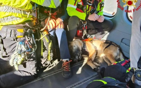 Pastore tedesco morso da una vipera, elisoccorso e affidato alle cure del veterinario