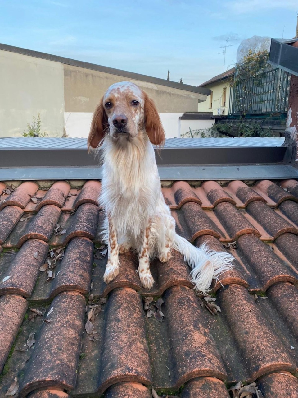 Lecco, scomparso il cane Zack nei pressi del rifugio bar Milani: l’appello del proprietario