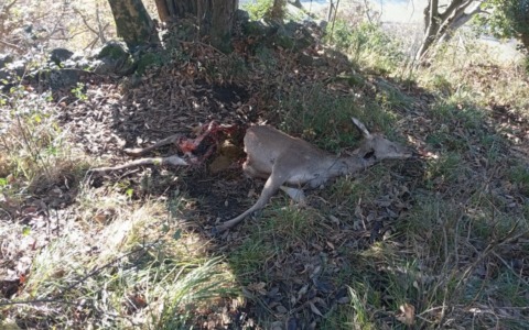 Cerva sbranata rinvenuta a pochi metri dalle abitazioni a Morbegno