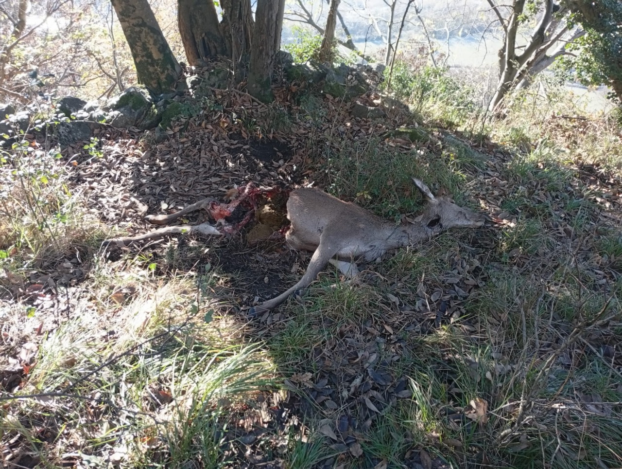 Cerva sbranata rinvenuta a pochi metri dalle abitazioni a Morbegno
