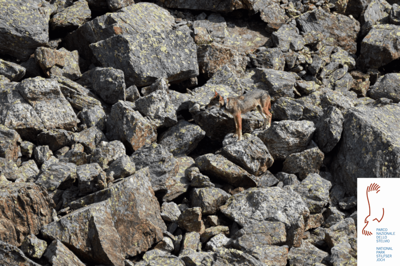 Addio a Ludovica? Il mistero della giovane lupa scomparsa nel Parco dello Stelvio