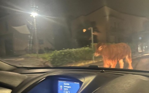 La mucca in fuga è stata catturata e trasferita a Calolziocorte