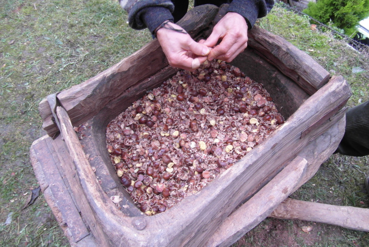 Castagne & Tradizioni: visita ai castagneti di Nesolio Erve