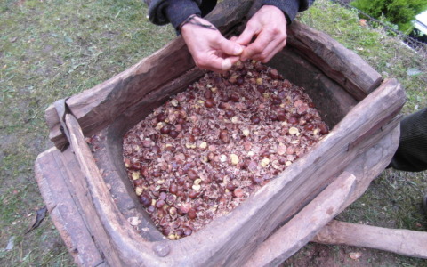 Castagne & Tradizioni: visita ai castagneti di Nesolio Erve