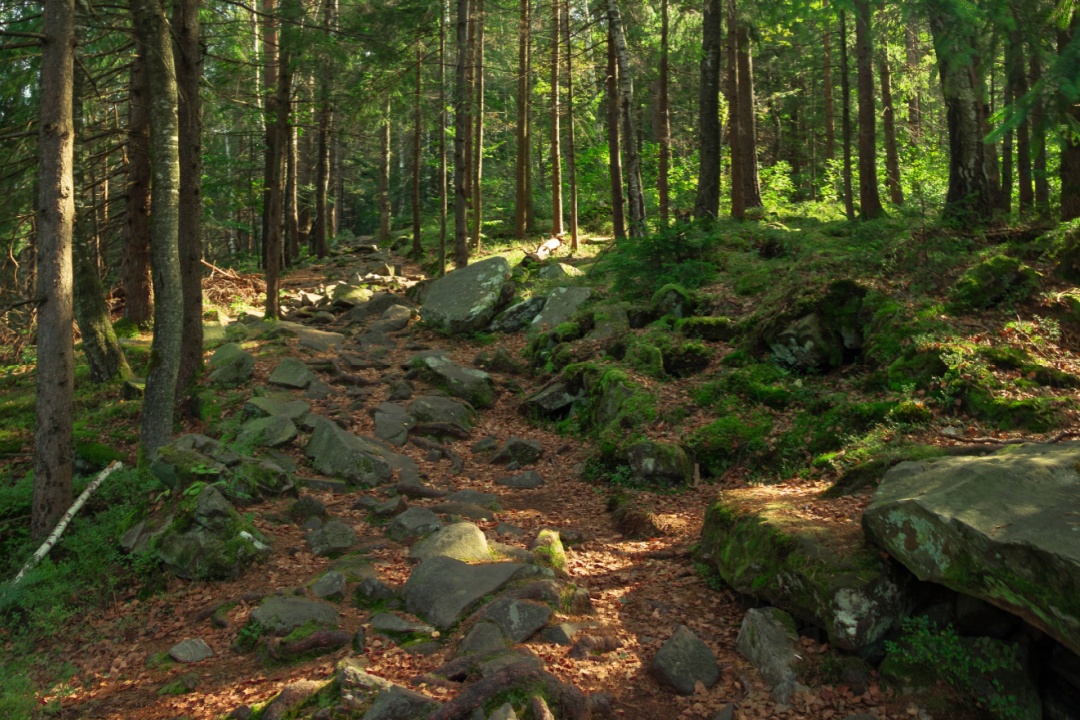 Foreste lecchesi al sicuro: 14 aziende finanziate con 1,7 milioni di euro