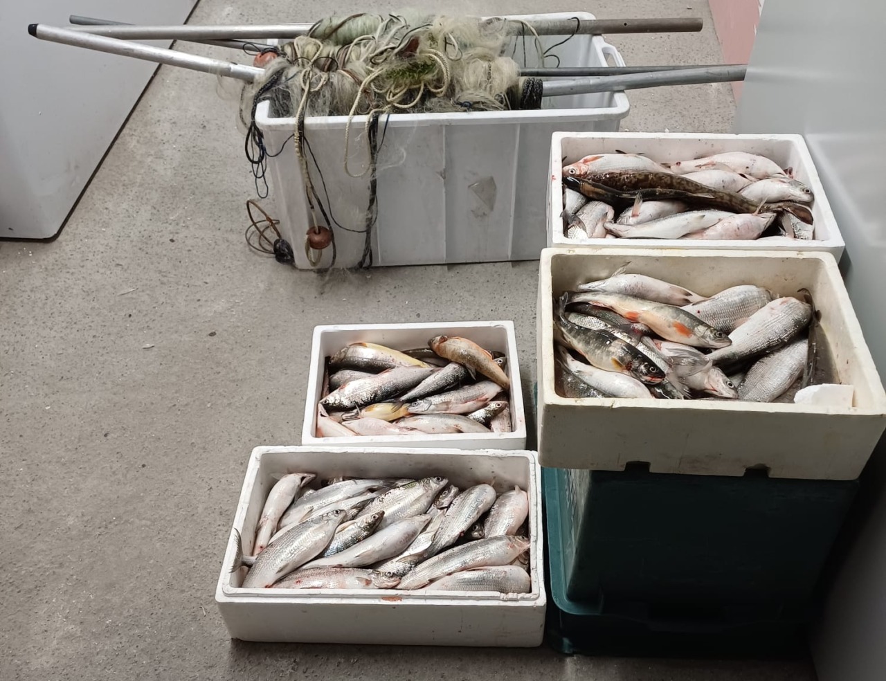 Bracconaggio a Perledo: sequestrati 120 Coregoni e tre reti “Oltana”