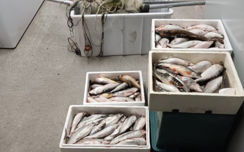 Bracconaggio a Perledo: sequestrati 120 Coregoni e tre reti “Oltana”