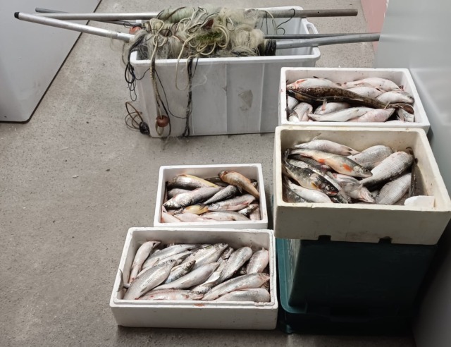 Bracconaggio a Perledo: sequestrati 120 Coregoni e tre reti “Oltana”