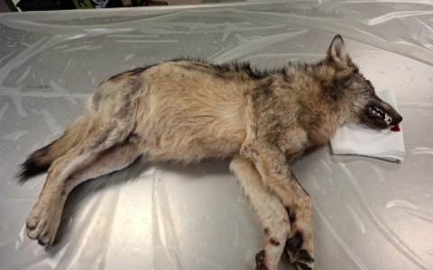 Lupo investito e ucciso da un’auto sulla Statale 36