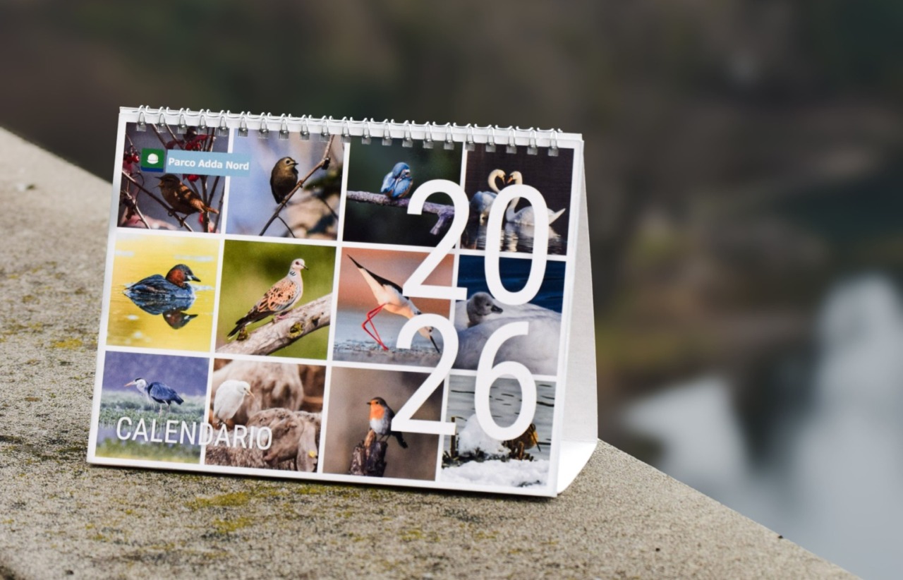 12 scatti sull’avifauna locale per il calendario 2026 del Parco Adda Nord
