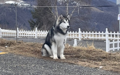 L’Alpe Giumello capitale degli Alaskan malamute