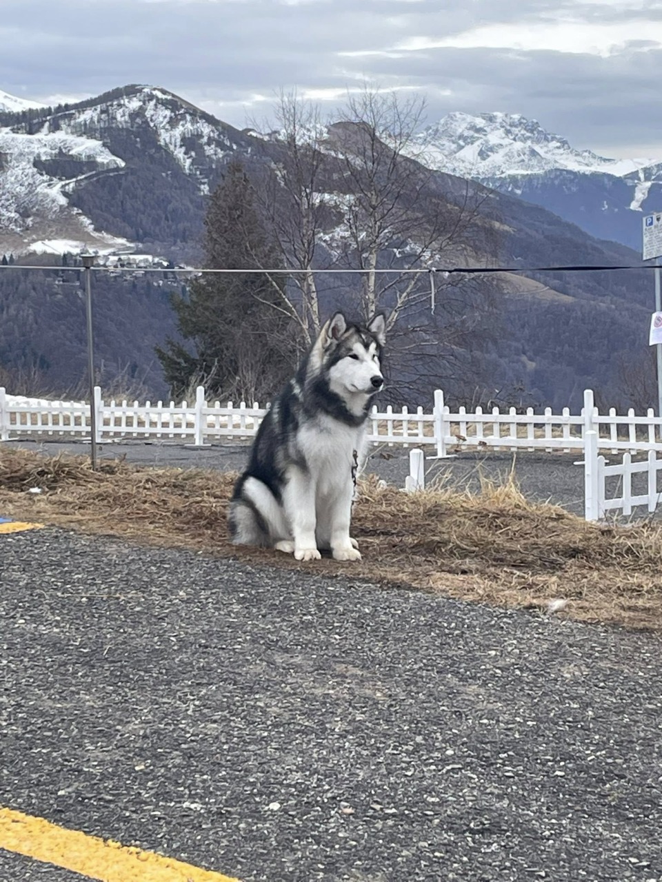 L’Alpe Giumello capitale degli Alaskan malamute