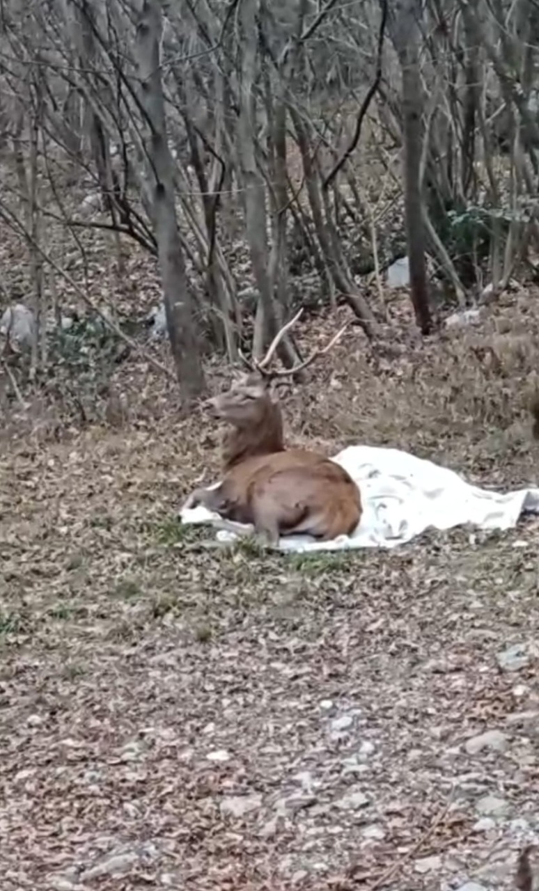 Terrorizzato dai botti: cervo salvato dal Cras “Stella del Nord”