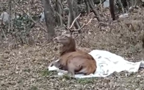 Terrorizzato dai botti: cervo salvato dal Cras “Stella del Nord”